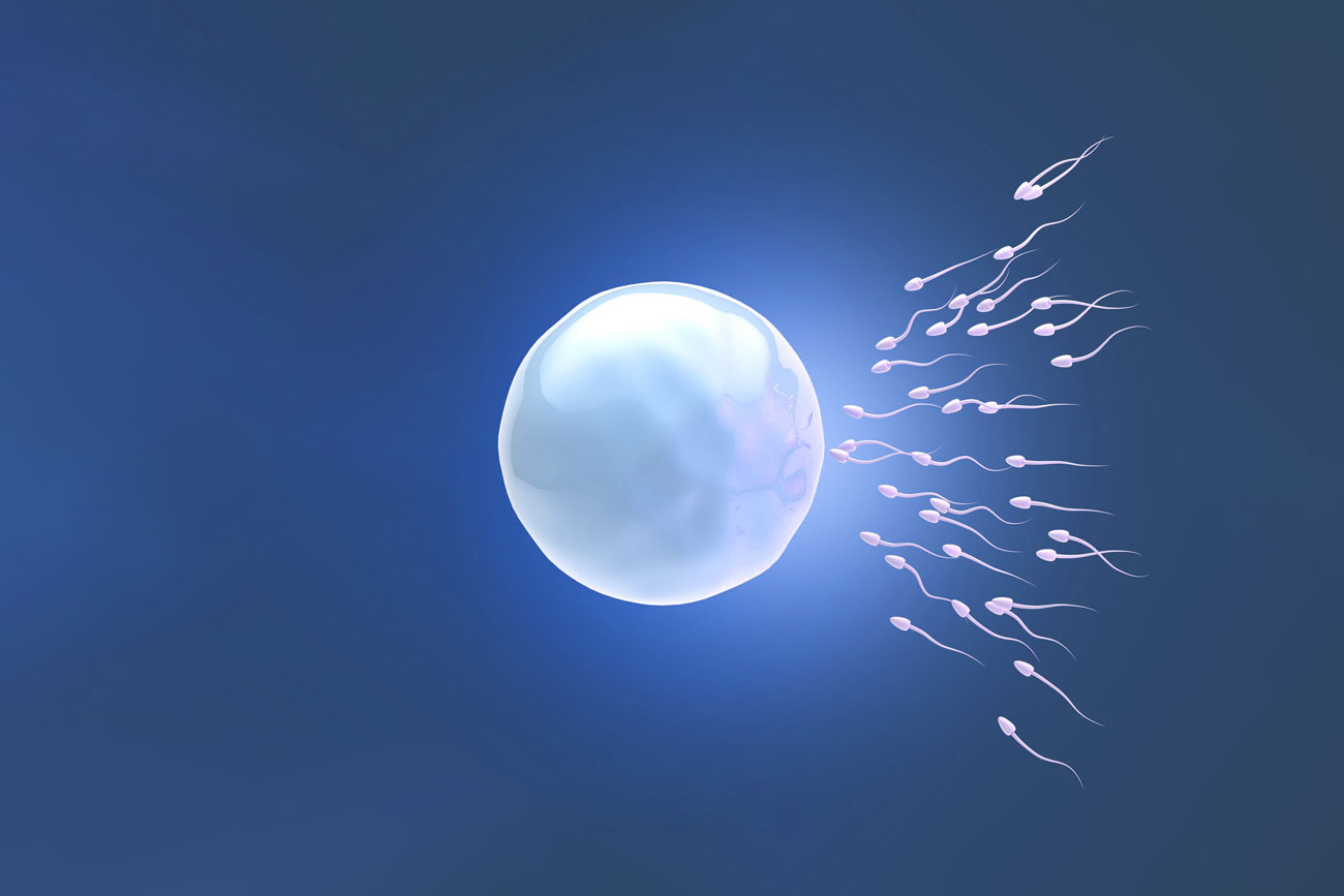 Spermien und Eizelle Befruchtung